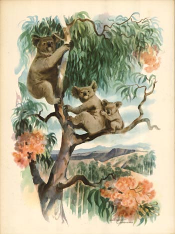 Kola bears in a tree, Mat