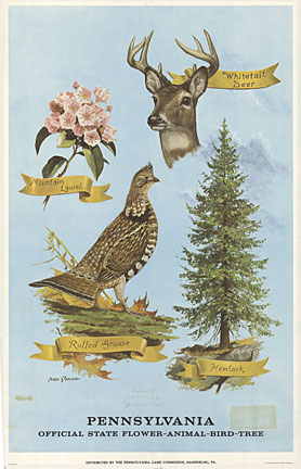 mountain laurel, white tail deer, hemlock tree, ruffeld grouse.
