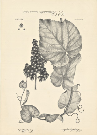 V. Romaneti Ampelography, grape leaves, history of the grape