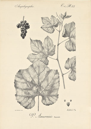 Ampelographie Pl. 33 Grape Leaves, original, linen backed.