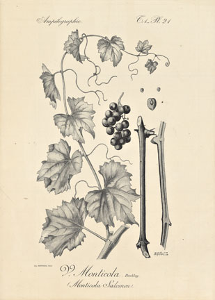 Ampelographie Pl. 21 Grape Leaves, linen backed, original,