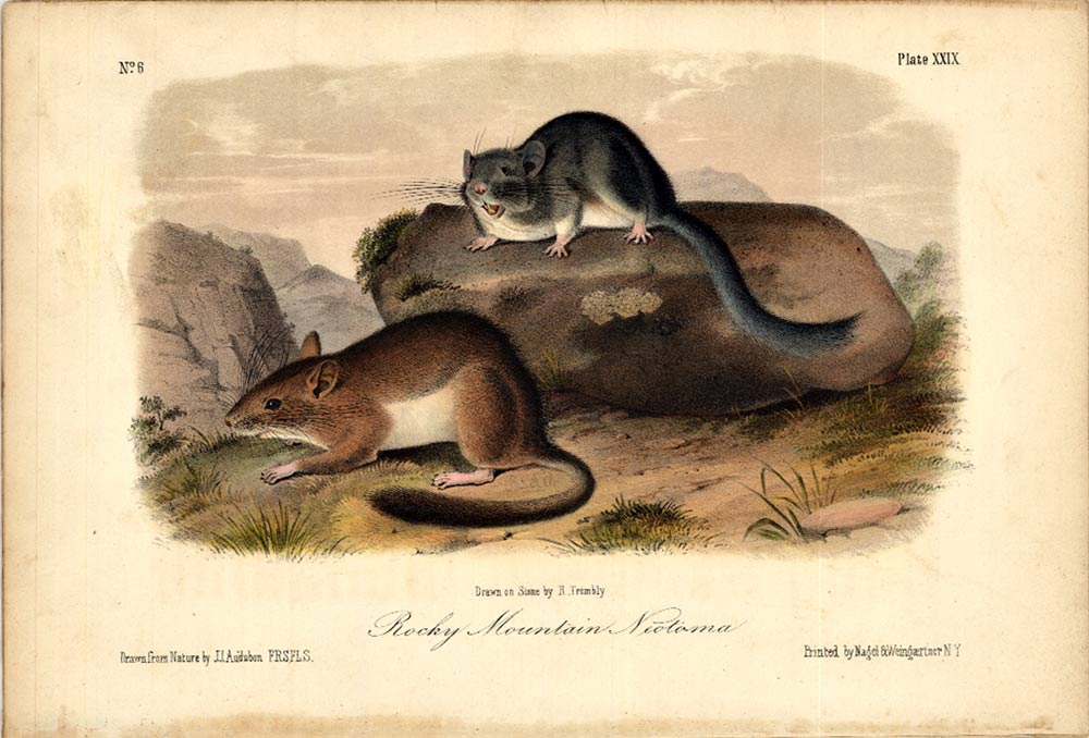 ROCKY MOUNTAIN NIOTAMA, Pl LXIV, stone lithograph. 1854. <br>Artist: James John Audubon. Presented in a 16" x 20" acid free mat suitable for framing. Very good condition with minor wear on corners