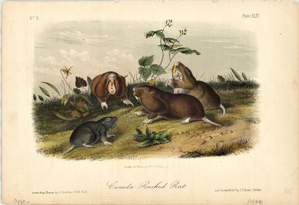 CANADA POUCHED RAT stone lithograph. Pl. XLIV, 1854. <br>Artist: James John Audubon. Presented in a 16" x 20" acid free mat suitable for framing. Very good condition with minor wear on corners.