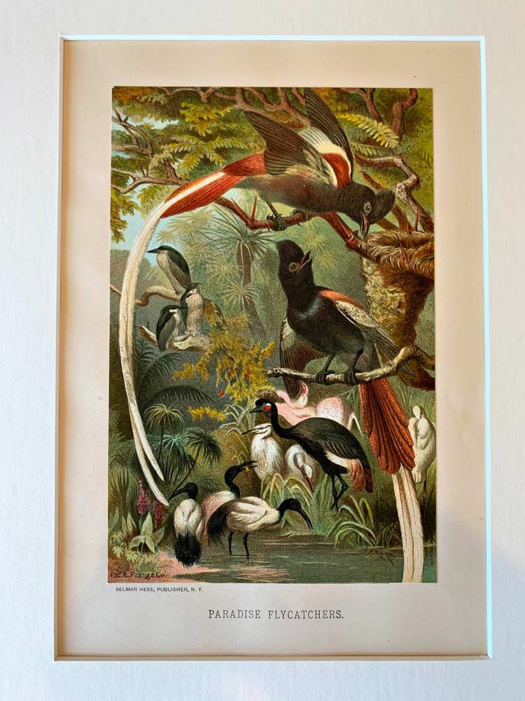 Original vintage chromolithograph: Paradise Flycatchers <br>Artist: Louis Prang. Presented in an acid-free 16" x 20" mat, suitable for framing.