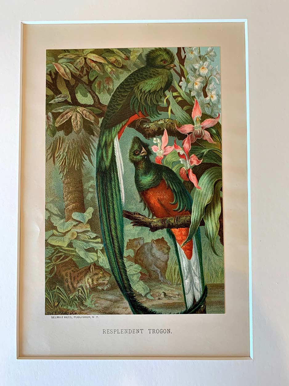 Original chromolithograph vintage print: RESPLENDENT TROGON <br>Artist: Louis Prang <br>Printed 1885 <br>Presented in an acid free 16" x 20" mat suitable for framing. <br>Fine condition. Bright vibrant colors.