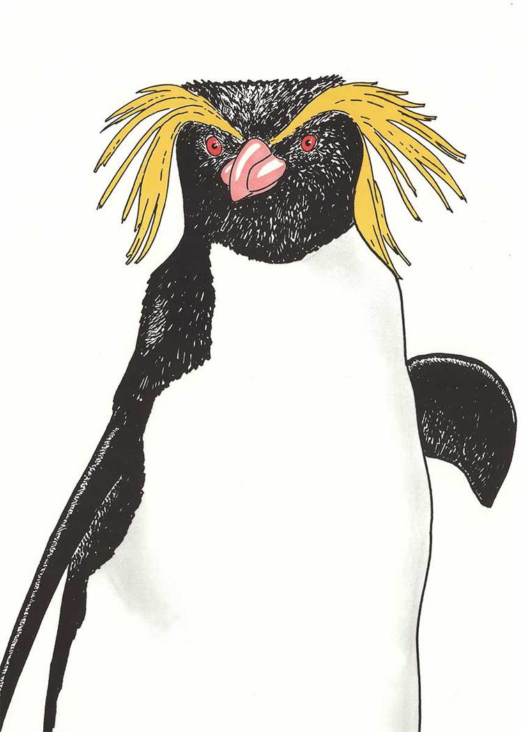 penguin, Skansen rock hopping penguin, original poster,