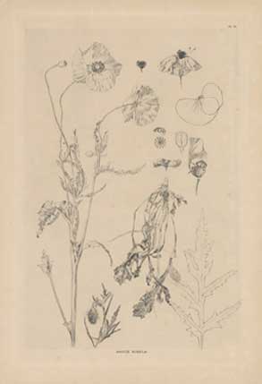 Aphonse Mucha, Pavot Simple, 1890s, Lithograph, Flowers, Plate 26 Decorative Panels, Original